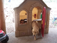 August 2006 Photos: Max and Woody in the playhouse.