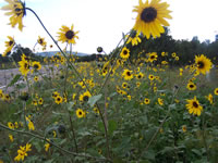 September 2006 Photos: The sun flowers in front of our house were gorgeous this year thanks to all the rain!