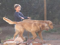 September 2006 Photos: Alex herding Jessie and Woody in the yard.