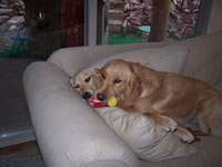 October 2006: Jessie and Woody (7 months old)