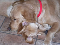 November 2006: Jessie and Woody taking a nap together