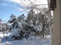 December 2006: Snow on our trees