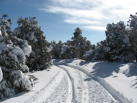 December 2006: Looking down our driveway after the snow storm. (we got about 20 inches)