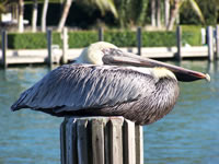 February 2007: We enjoyed watching the pelicans. This one is sitting on a piling near the boat docks.