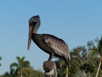 February 2007: Another pelican