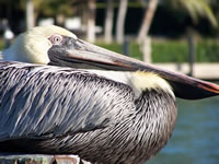 February 2007: Pelican.