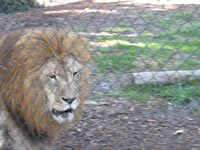 March 2007: The beautiful male lion at Naples Zoo, where we spent a fun afternoon with our friends.