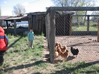 May 2007: Alex with the chickens in Encino after Dillon's party.