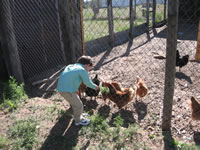 May 2007: Feeding the chickens some greens