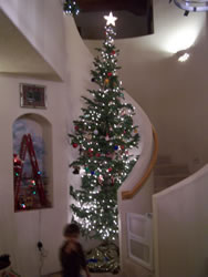 December 2007: This year we got a local New Mexico grown Christmas tree, it was about 16 feet tall. The photos don't capture it very well, but we really enjoyed this tall skinny 'cork pine' from Mora. 