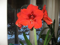 February 2008: This Amarylis was so gorgeous! I just enjoyed watching it bloom so much. What beauty.