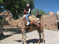 May 2008: Max, Cyndi and Alex took a camel ride.