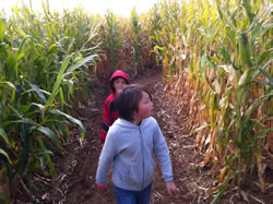 October 2011: Max and Alex at a nearby corn maze