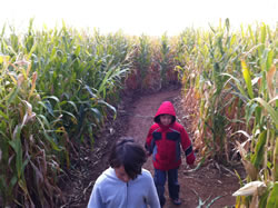 October 2011: Corn maze