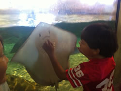 October 2011: Max with a ray at the aquarium