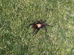 October 2011: A tarantula at Paa-Ko we almost stepped on while golfing