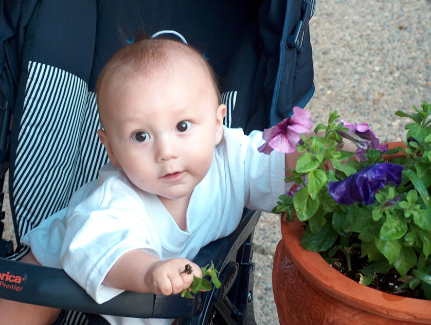 Alex and petunias.