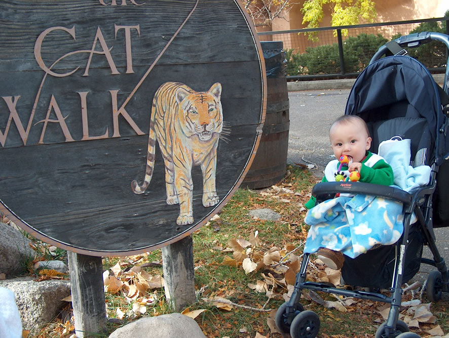 About to go see the big kitties!