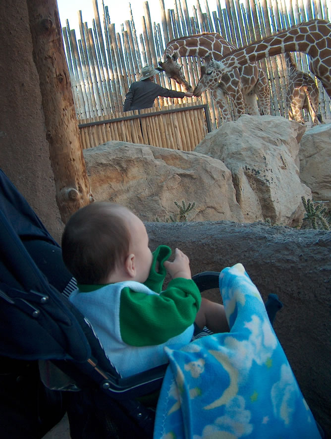 Watching feeding time.