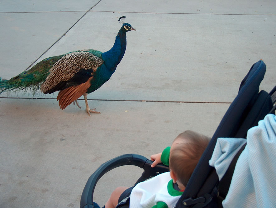 A strolling peacock!