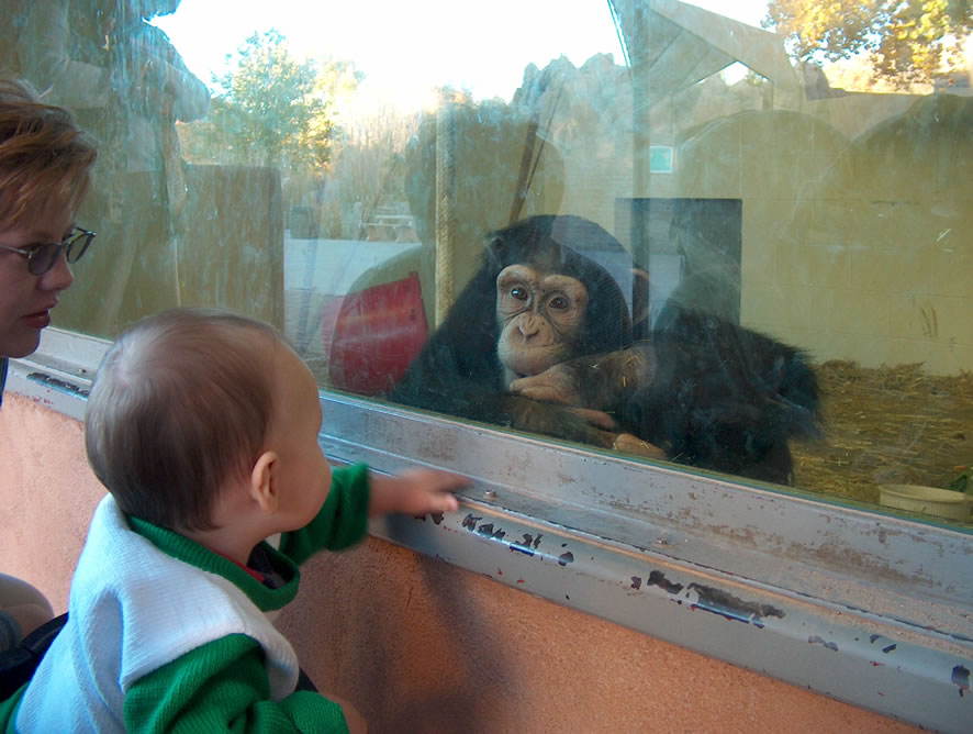 Alex and Thunder, a 3 year old chimp. They just gazed at eachother! They even touched hands through the glass. It was amazing.