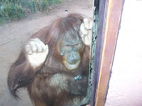 November 2007: An incredible being we met at the zoo. This organutan hung out with us for such a long time. When other people eventually showed up he/she ran off to another part of the enclosure. We had such a cool time just sitting there with her/him for ten or fifteen minutes!